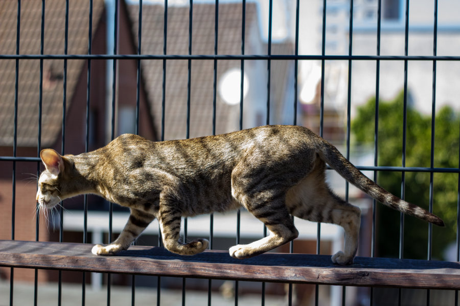 Orientalisch Kurzhaar Katze chocolate tabby spotted OSHb24, unsere Lilo Wanders