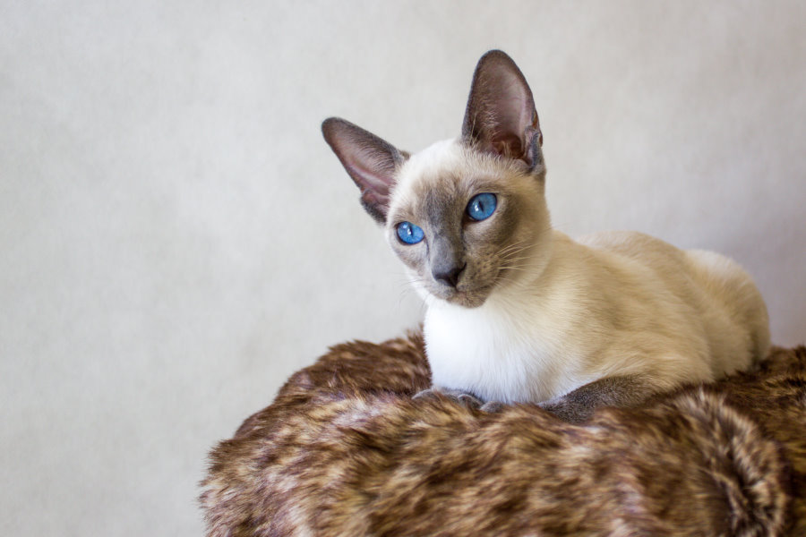 Siamese blue-point, SIAa)