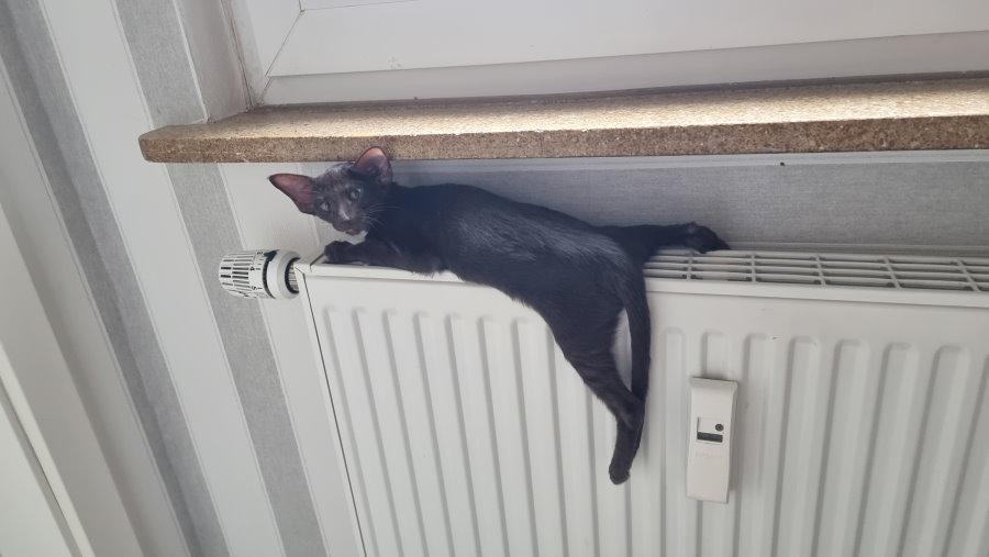 Orientalisch Kurzhaar Katzenkinder